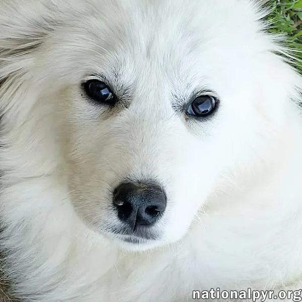 A baby large-sized female White / Cream Great Pyrenees dog named Annie In Tn  for adoption in Beacon, NY