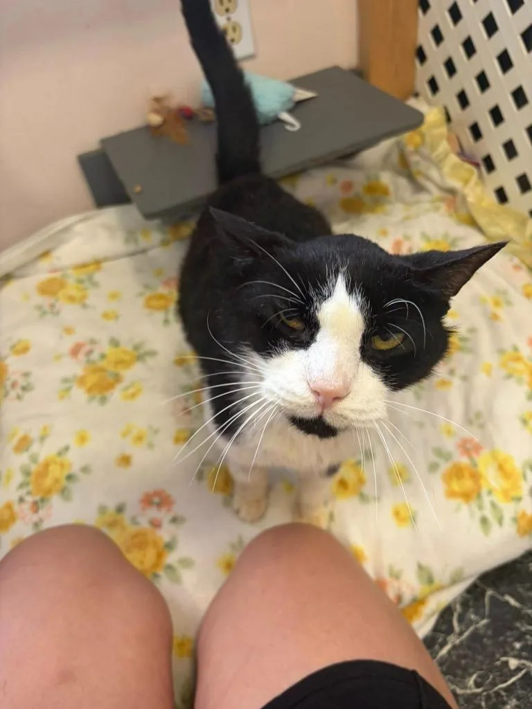 A senior medium-sized male Domestic Short Hair cat named Archie for adoption in Sebastian, FL