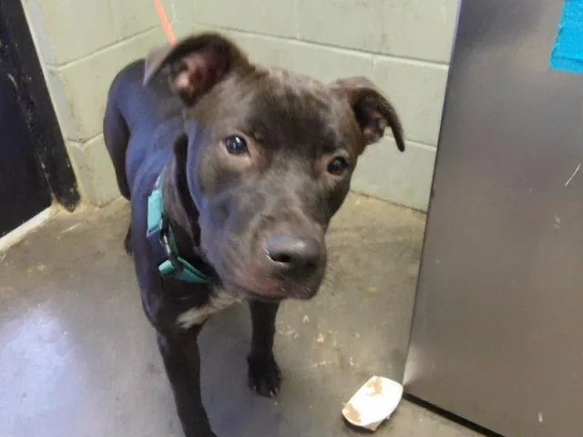 An adult large-sized male Pit Bull Terrier dog named Romeo for adoption in Tulsa, OK