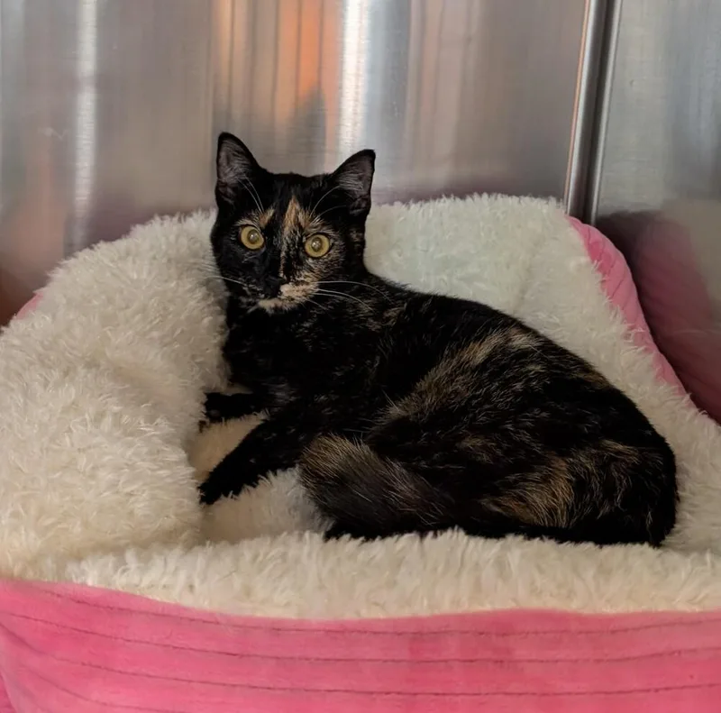 A young medium-sized female Domestic Short Hair cat named Kyra for adoption in Tucson, AZ