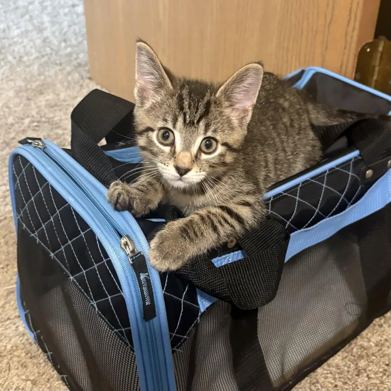 A baby medium-sized male Tabby cat named Robert for adoption in Dublin, OH