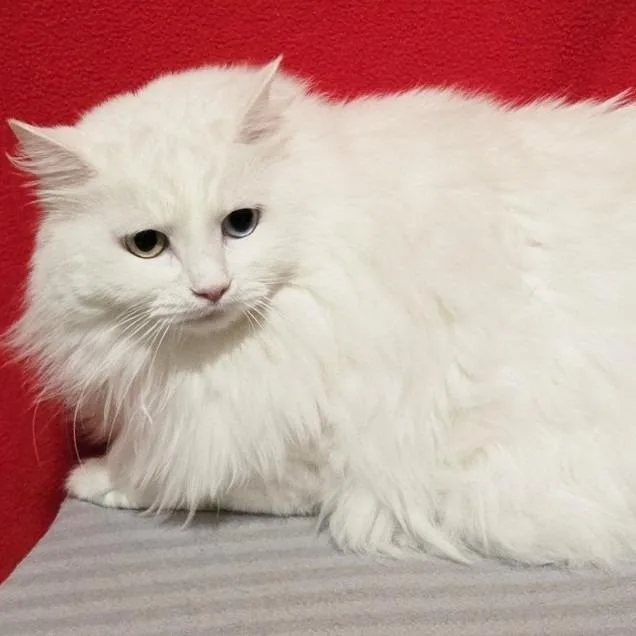 An adult large-sized female Domestic Long Hair cat named Mystique for adoption in Concord, NH