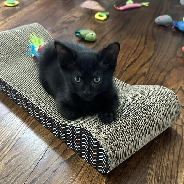 A baby small-sized male Black Domestic Short Hair cat named Mason Best Friends for adoption in West Jefferson, OH