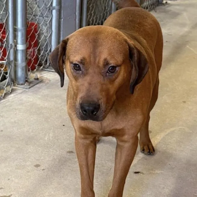 An adult medium-sized male Brown / Chocolate Labrador Retriever dog named Surf for adoption in Columbia, SC