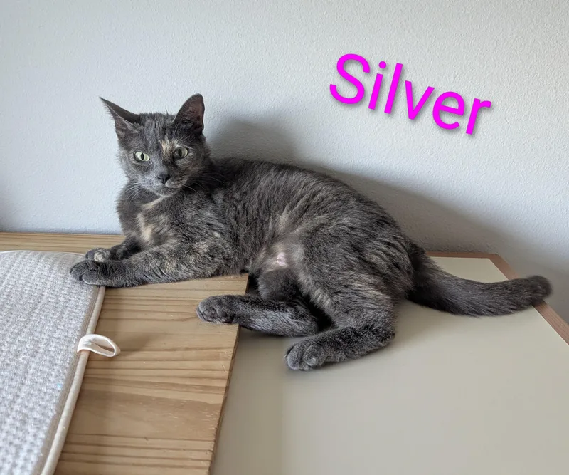 Silver thumbnail 3