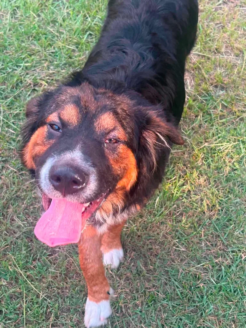A baby large-sized male Mixed Breed dog named Tex for adoption in Holbrook, NY