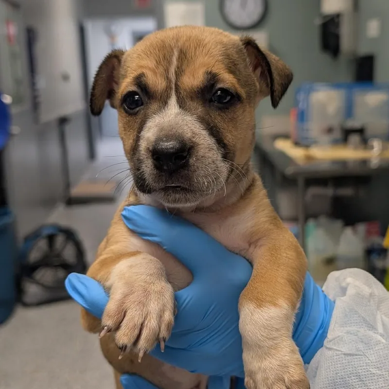 A baby small-sized female Brown / Chocolate American Staffordshire Terrier dog named Waffle for adoption in Greenville, SC