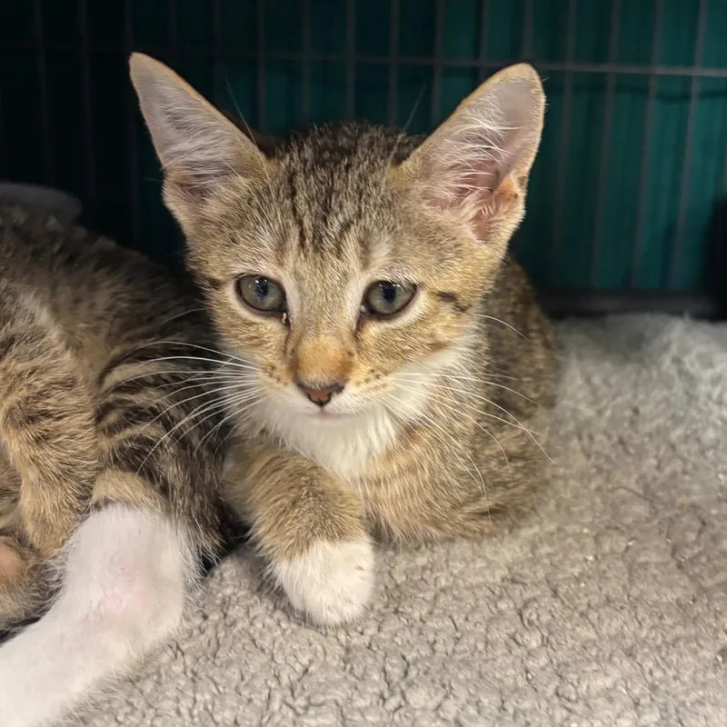 A baby small-sized female Brown / Chocolate Domestic Short Hair cat named Cupcake for adoption in Port Charlotte, FL
