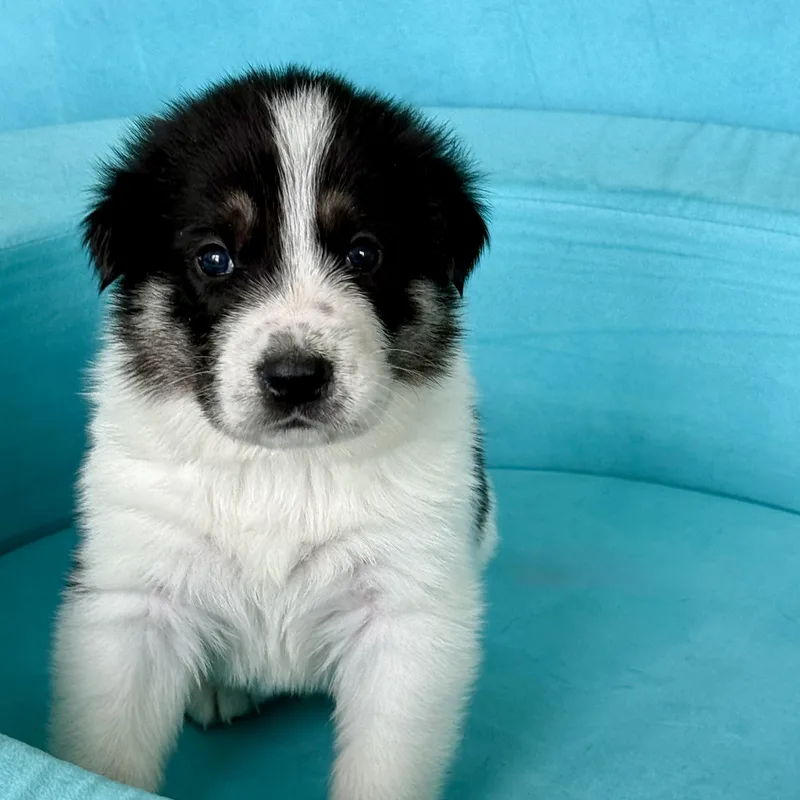 A baby large-sized male Anatolian Shepherd dog named Dijon Local for adoption in Warwick, RI