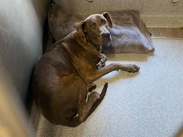 A young large-sized male Great Dane dog named Alonso for adoption in Tustin, CA