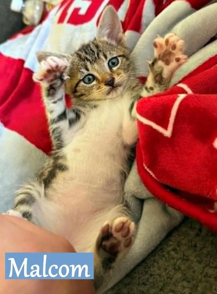 A baby medium-sized male Domestic Short Hair cat named Malcom for adoption in Hoover , AL