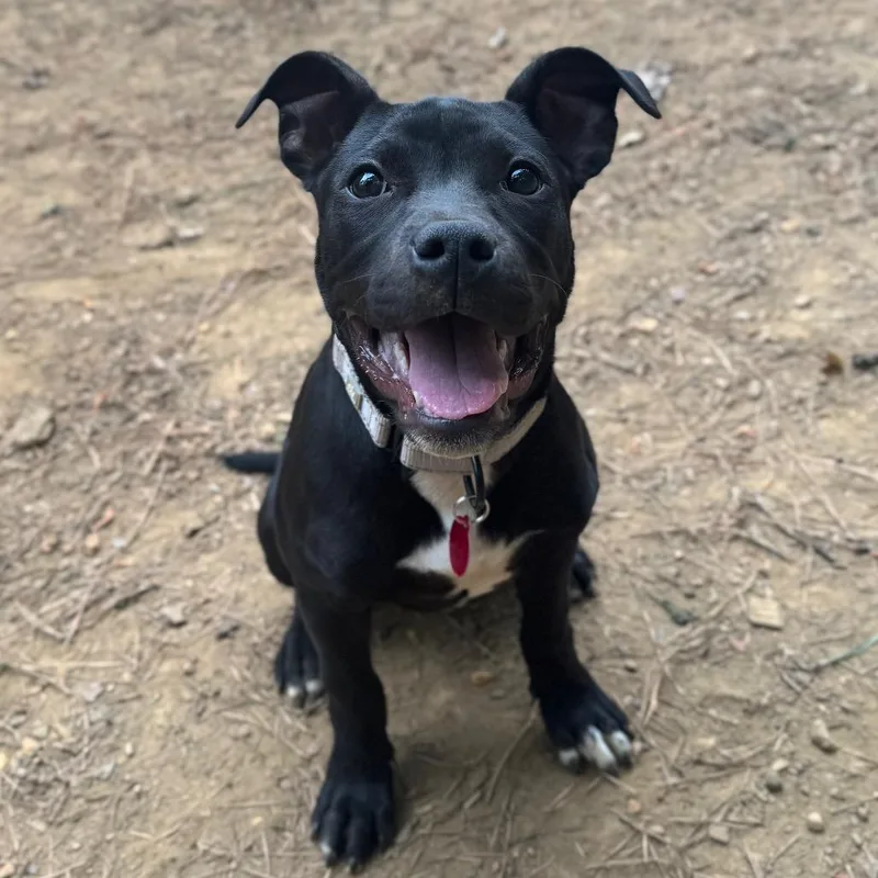 A baby small-sized female Black Mixed Breed dog named Mozani for adoption in Fredericksburg, VA
