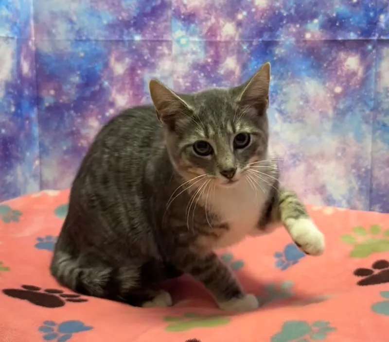 A baby medium-sized female Domestic Short Hair cat named Harley for adoption in Washington Court House, OH