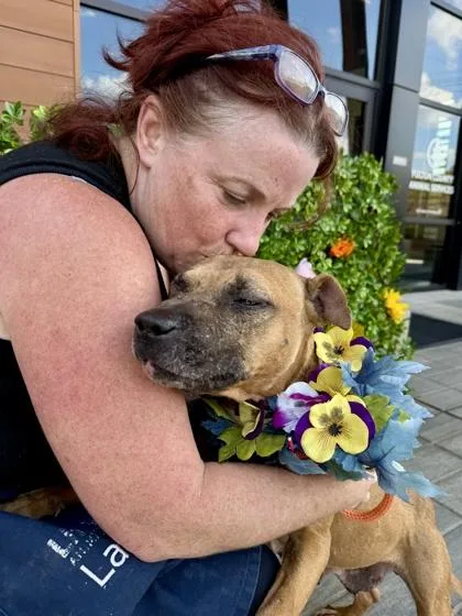 An adult medium-sized female Pit Bull Terrier dog named Susan Da Dog for adoption in Atlanta, GA