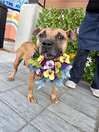 Susan Da Dog thumbnail 2