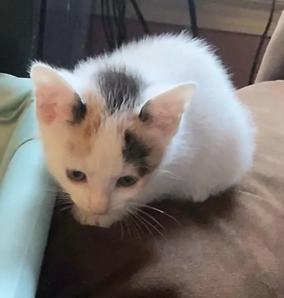 A baby small-sized female Domestic Short Hair cat named Mango for adoption in Sanford, NC