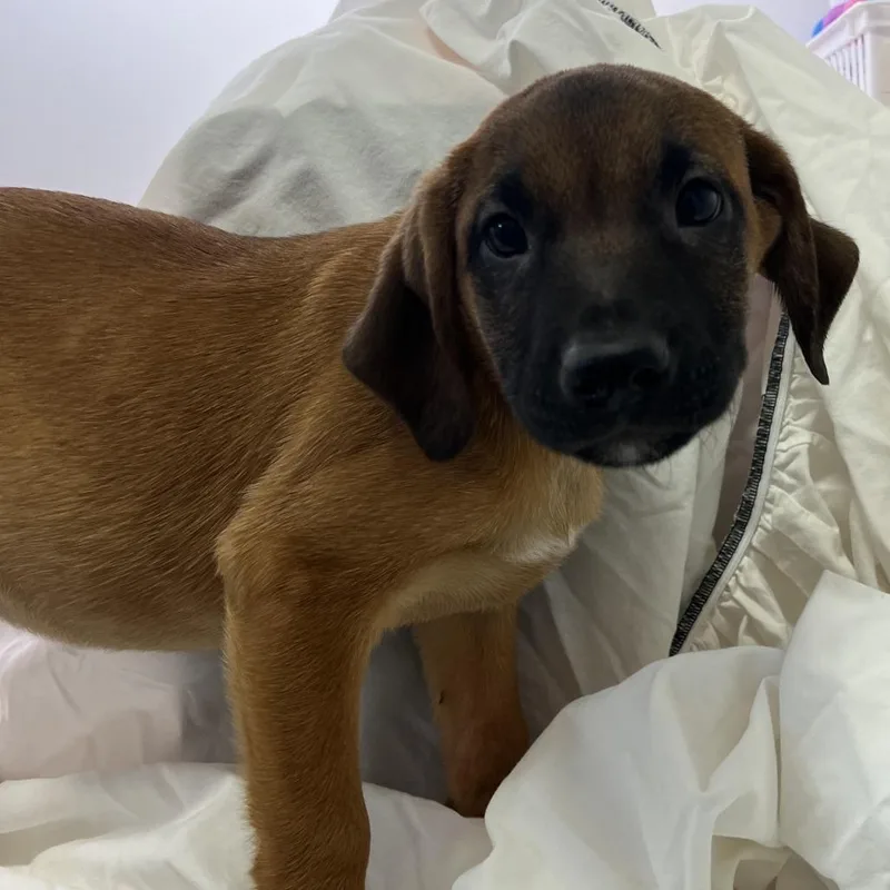 A young medium-sized male Brown / Chocolate English Coonhound dog named Pisciano for adoption in Austin, TX