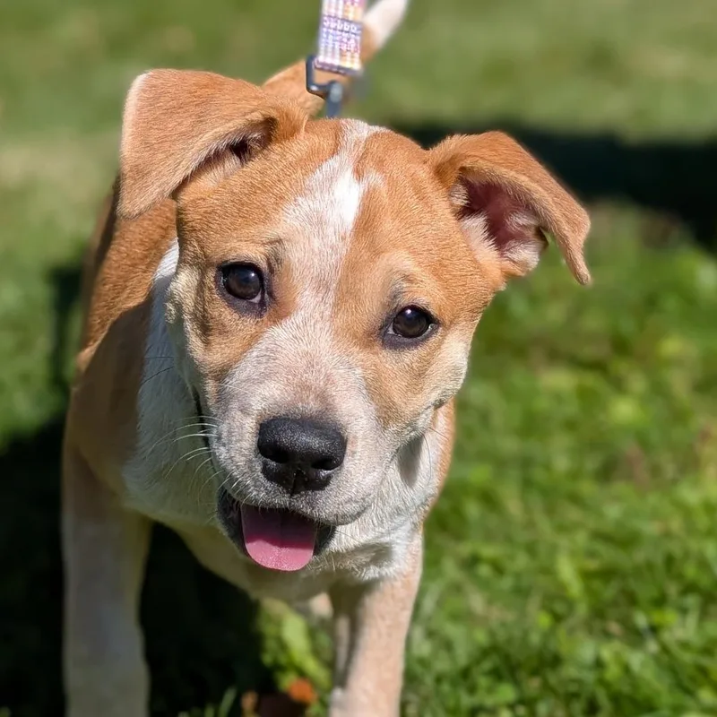A baby small-sized female Mixed Breed dog named Odette for adoption in Thomaston, ME