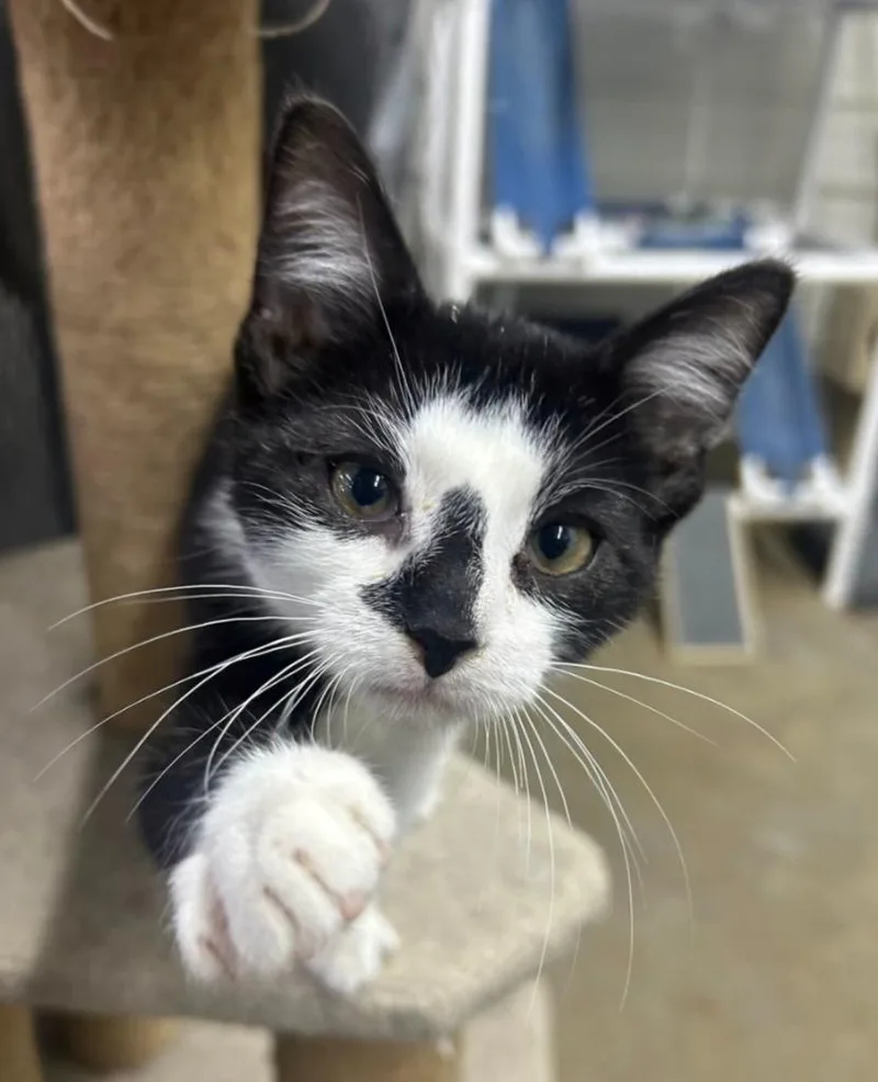 A young small-sized male Domestic Short Hair cat named Bert for adoption in Lagrange, IN