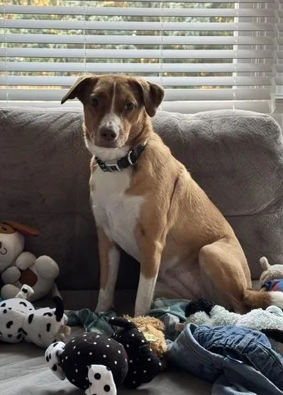 An adult medium-sized female Golden Hound dog named Birdie for adoption in Orland Park, IL