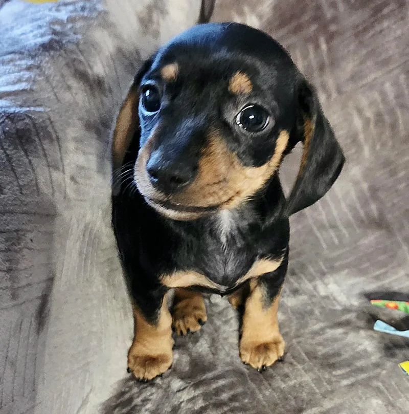 A baby small-sized male Bicolor Dachshund dog named Dr. Dillamond for adoption in Lincolnshire, IL
