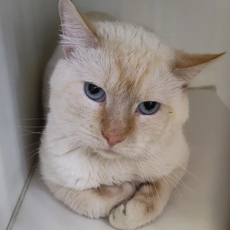 An adult medium-sized male Flame Point Siamese cat named Jack for adoption in Norfolk, NE