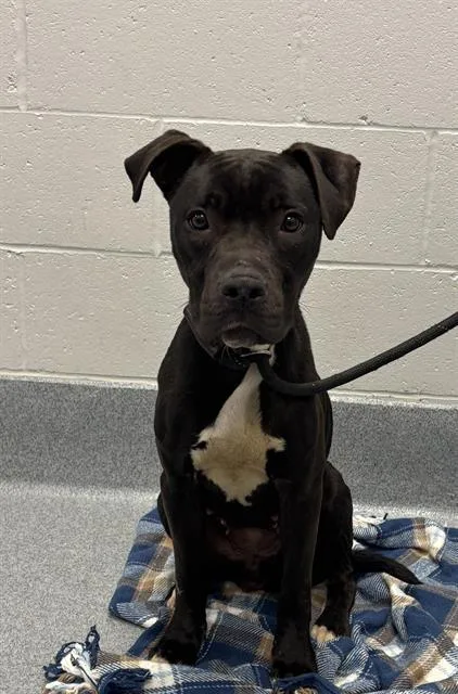 An adult medium-sized female Pit Bull Terrier dog named Mickley for adoption in Indianapolis, IN