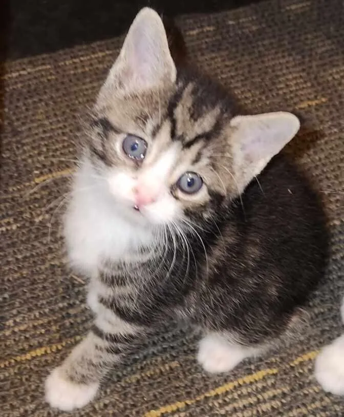 A baby small-sized female Brown / Chocolate Domestic Short Hair cat named Sonia for adoption in Greensboro, NC