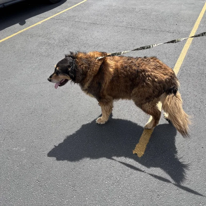 Bandit