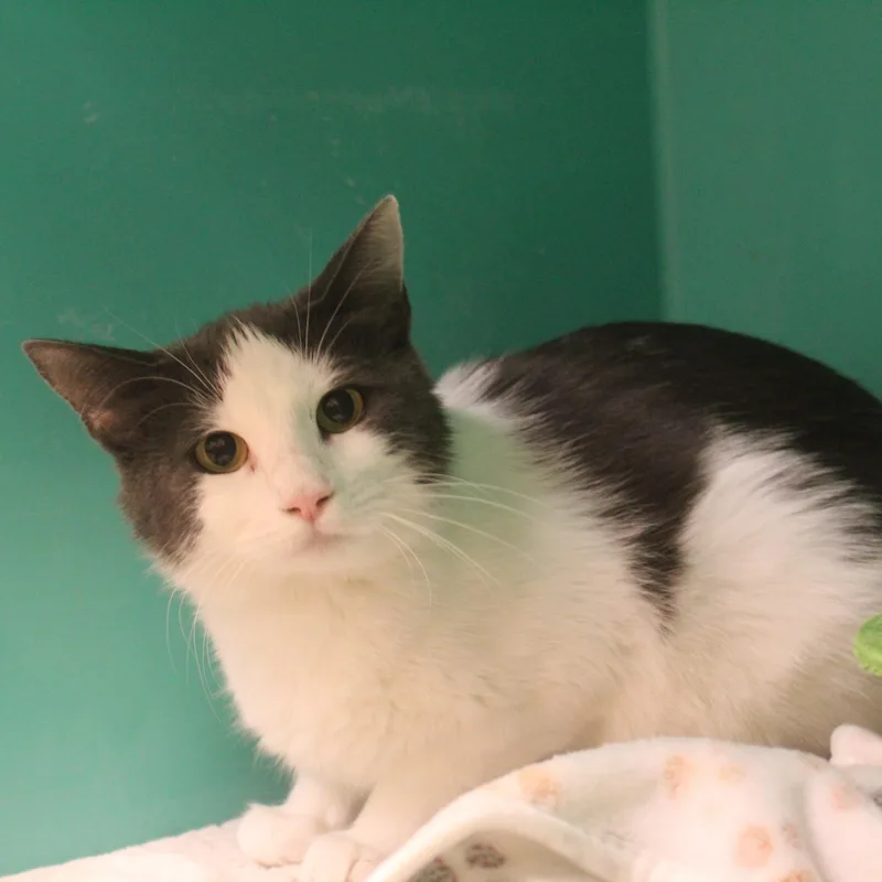 A young large-sized female Gray & White Domestic Short Hair cat named Tortilla for adoption in Yucca Valley, CA