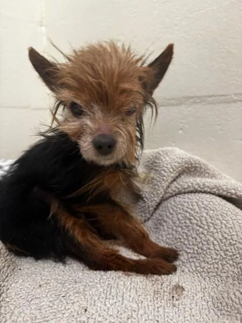 A senior small-sized male Yorkshire Terrier dog named Nugget for adoption in Fremont, CA