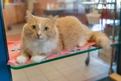 An adult small-sized male Domestic Long Hair cat named Patch for adoption in Golden Valley, MN