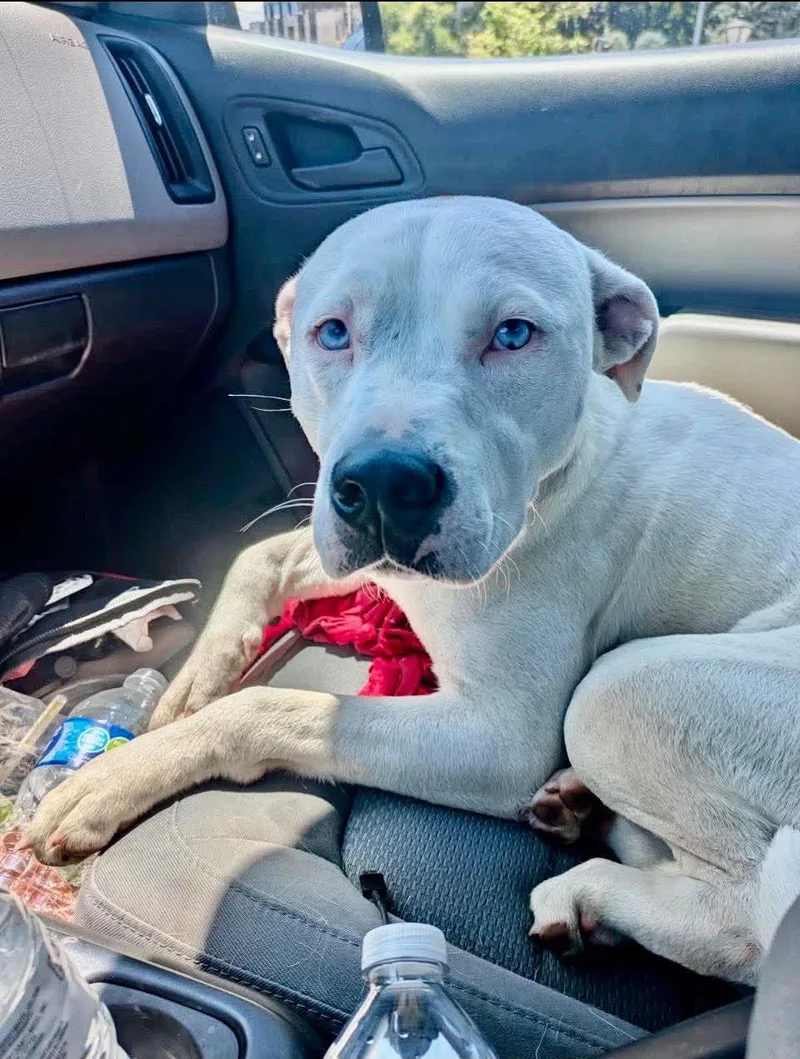 A young medium-sized female Boxer dog named Ruby CL for adoption in Kansas City, MO