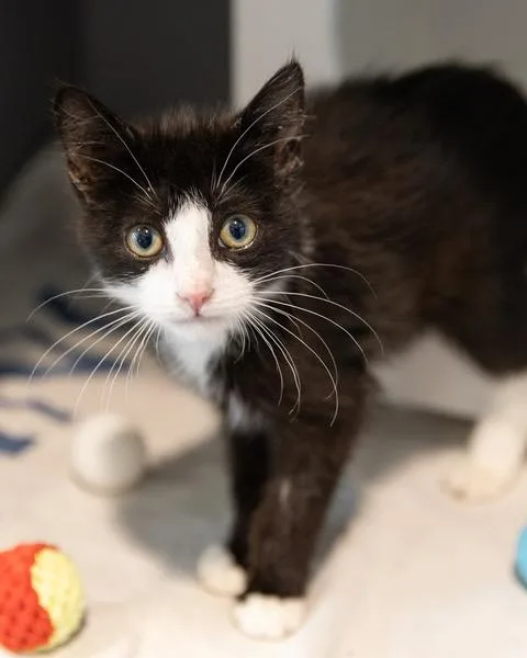 A baby small-sized female Domestic Short Hair cat named Tuxieto for adoption in Leesburg, VA