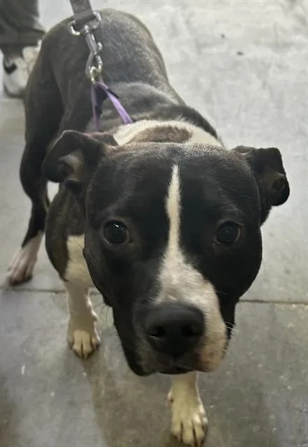 An adult medium-sized female American Staffordshire Terrier dog named Flo for adoption in Fort Myers, FL