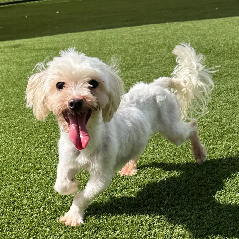 A senior small-sized male White / Cream Maltese dog named Lucky for adoption in LOXAHATCHEE, FL