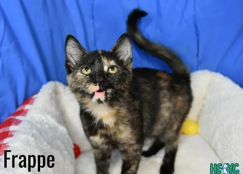 A baby medium-sized female Domestic Short Hair cat named Frappe for adoption in Fort Mill, SC