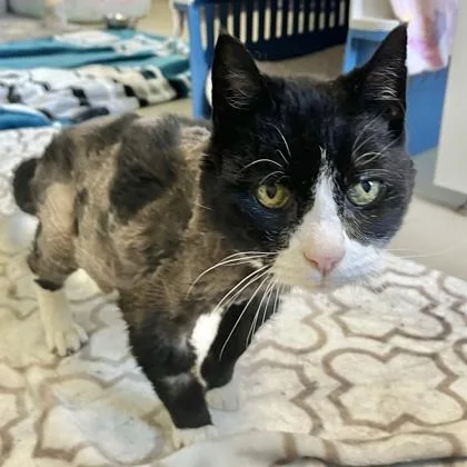 A senior medium-sized female Domestic Short Hair cat named Barbara Jean for adoption in Quakertown, PA