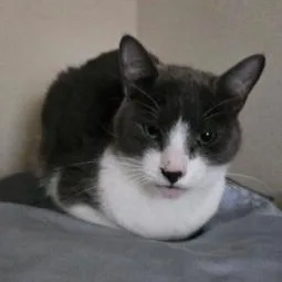 Jelly Bean & Dio thumbnail 2