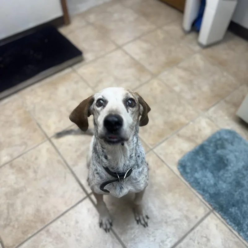 A senior medium-sized male Gray / Blue / Silver Bluetick Coonhound dog named Drake for adoption in Collinsville , OK