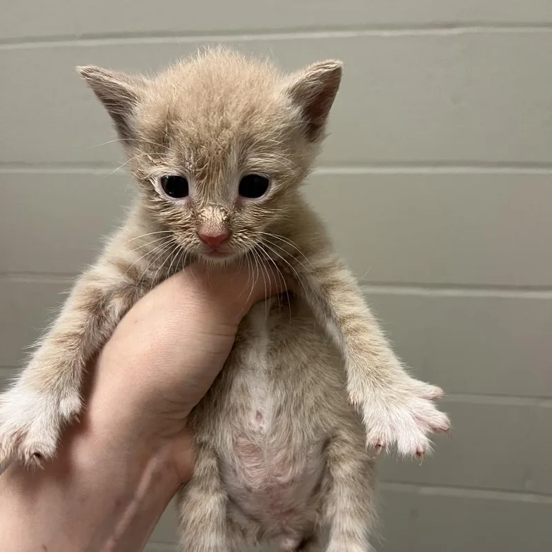 A baby small-sized male Buff / Tan / Fawn Domestic Short Hair cat named Jasper for adoption in Bristol, IN