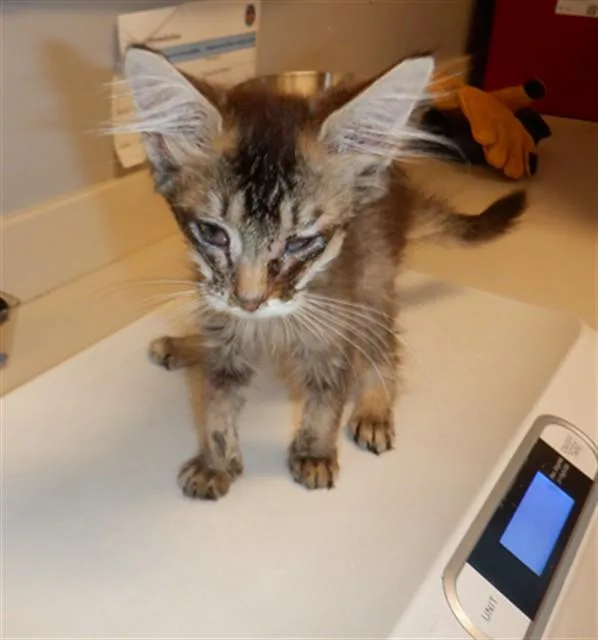 A baby small-sized female Domestic Short Hair cat named Harrison for adoption in San Jose, CA