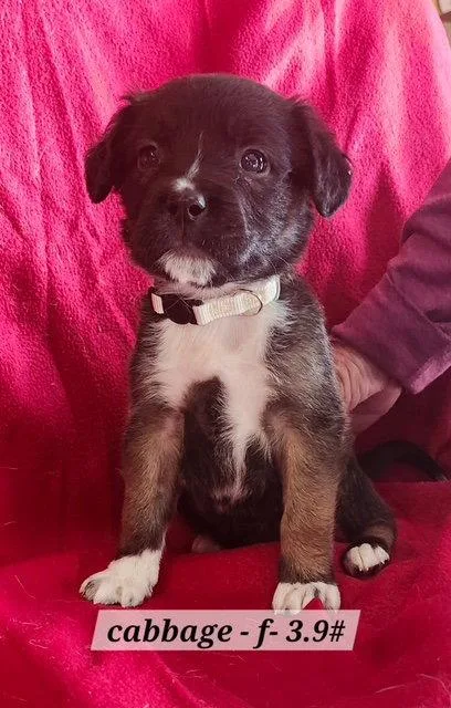 A baby medium-sized female Boxer dog named Cabbage for adoption in Hillside, IL
