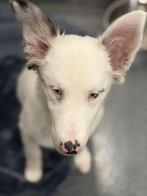 A baby medium-sized female Australian Shepherd dog named Sweetie for adoption in Dallas, TX