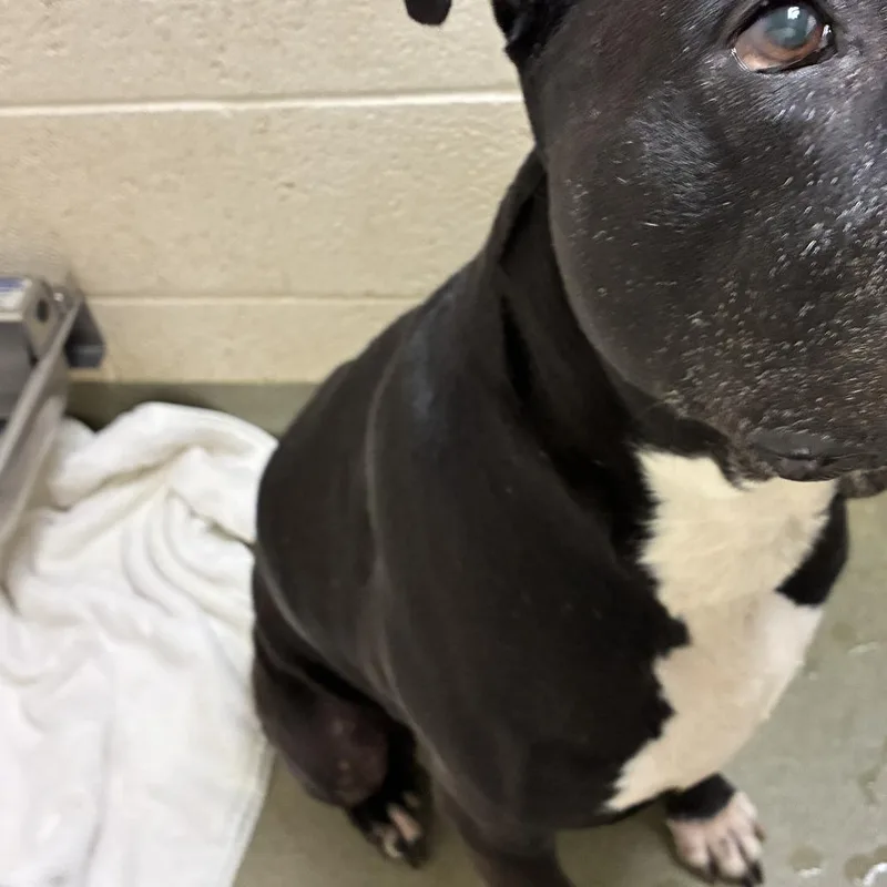 A senior small-sized male Black Staffordshire Bull Terrier dog named 72780 for adoption in Harrisonburg, VA