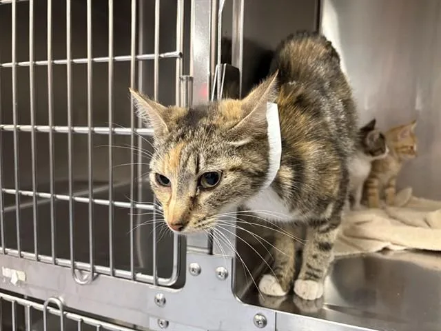 A young small-sized female Domestic Short Hair cat named Adriondaks for adoption in Thousand Palms, CA