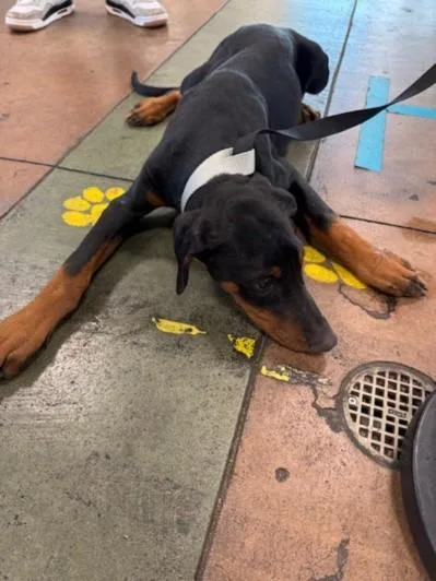 A baby small-sized female Doberman Pinscher dog named Maya for adoption in Van Nuys, CA