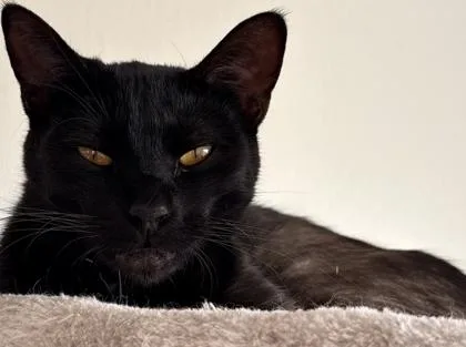 A young small-sized female Domestic Short Hair cat named Gabanna for adoption in Shawano, WI