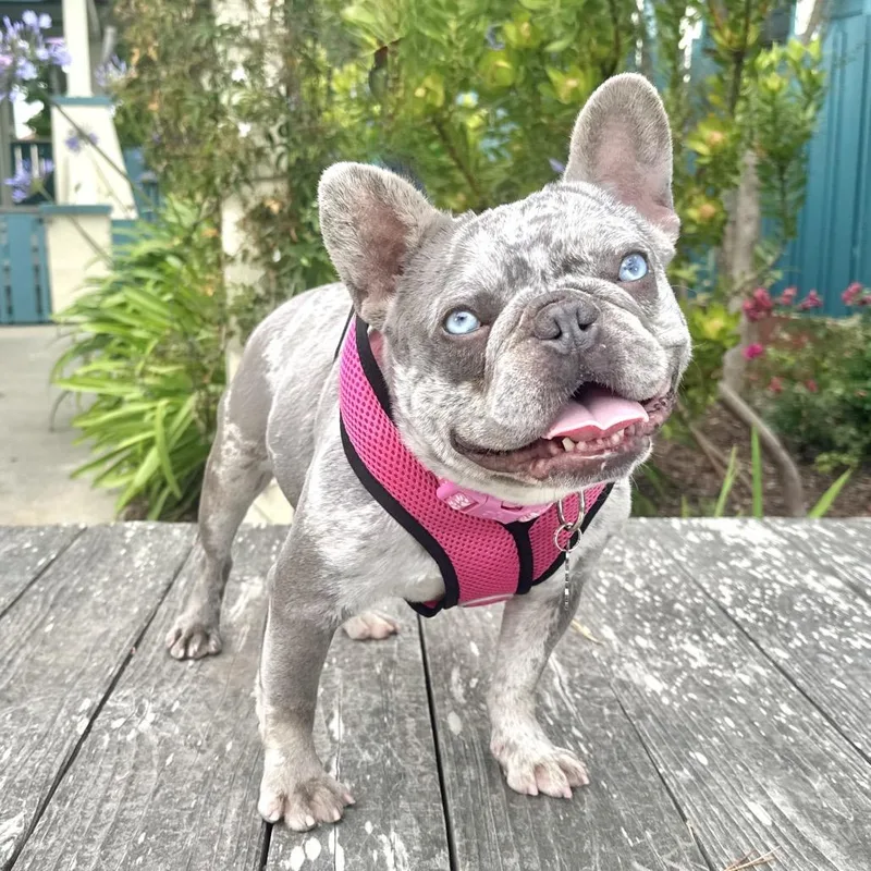 An adult small-sized female Gray / Blue / Silver French Bulldog dog named Pina Colada for adoption in Pacific Grove, CA