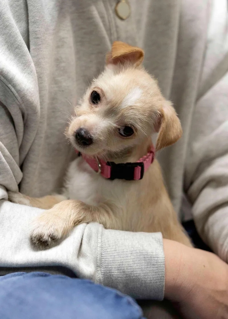 A baby small-sized female Chihuahua dog named Omega for adoption in West Richland, WA
